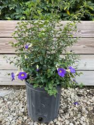 Image result for Thunbergia laborans