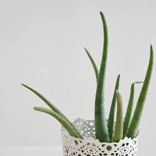 Kandungan aloe vera ini cocok digunakan untuk hampir semua jenis kulit, apalagi jenis kulit kering. Kelebihan Aloevera Untuk Kulit Dan Rambut Bestnya Aloevera Fromnature Malaysia Ni