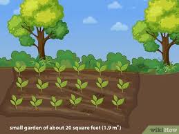 And the extra heat will double your tomato plant yields. How To Plant Your First Garden With Pictures Wikihow