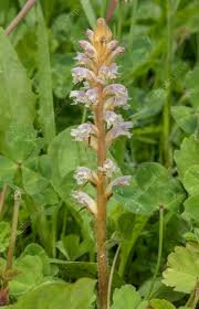 Image result for Orobanche