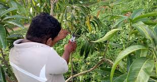 Maybe you would like to learn more about one of these? 12 Reasons For Pruning Fruit Trees For Amazing Results Garden Of Luma