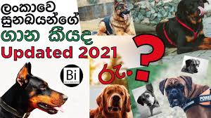 These is the first list of dogs which can be commonly seen in sri lanka. à¶½ à¶š à·€ à·ƒ à¶±à¶šà¶ºà¶± à¶œ à¶…à¶½ à¶­ à¶¸ à¶œà¶«à¶± à¶¸ à¶±à·€à¶¯ Sri Lankan Dog Price Youtube