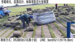 臺灣草原： 五節芒 百慕達草 別名：狗牙根、鐵線草 砂丘景象 在砂丘邊緣及背風面，常生長著一些耐旱性極強的植物。 砂丘植物各有其適應的方法，如瓊麻及文珠蘭葉長得較肥厚以儲存水分。 ç¶ å‹ç¨®è‹—åœ' Home Facebook
