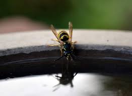Check spelling or type a new query. How To Keep Wasps Away From Your Pool 12 Simple Ideas Mad Backyard