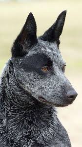 Black Australian Cattle Dog Mix Puppy Blue Heeler Austrailian Cattle Dog Blue Heeler Dogs Dog Breeds