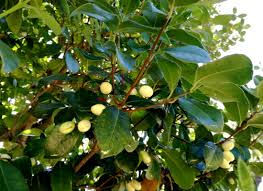 Image result for Elaeodendron