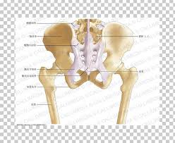 ƒ pelvic and retroperitoneal contents and spaces ƒ bony structures ƒ connective tissue (fascia, ligaments) ƒ pelvic floor and abdominal musculature. Pelvis Anatomy Bone Human Skeleton Ligament Png Clipart Anatomy Angle Bone Fantasy Furniture Free Png Download