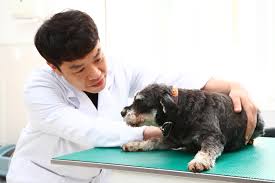 무납 방사선 방어복 업체 에스앤씨컴퍼니(라온메딕스)에서 국내 특허 기술 기반의 무납 차폐 시트로 제작된 완전한 무납 방어복의 신제품이 출시되어 다음 수의사 카페(dvm)와 홈페이지. ë°˜ë ¤ê²¬ ì²´ì¤' í‰ê·  20 ë„˜ìœ¼ë©´ ë¹„ë§Œ ìš´ë™ ì‹ì‚¬ ì¡°ì ˆ ì—°í•©ë‰´ìŠ¤