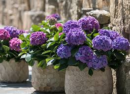 Summer Shrubs Try Our Pick Of The Best The English Garden