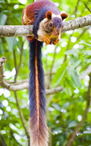Check spelling or type a new query. Harsh Goenka On Twitter Malabar Giant Squirrel S Spans 36 And The Color Of Its Fur Is Also Unique It Can Be Black Brown And Orange As Well As Maroon And Purple One