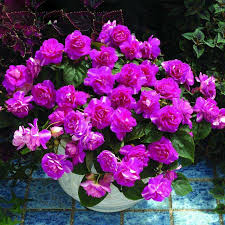 See your favorite garden containers and planting perennials discounted & on sale. 2021 Hot Sale Rare Purple Univalve Geranium Seeds Perennial Flower Seeds Pelargonium Peltatum Seeds For Indoor Rooms From Shujuan1983 0 31 Dhgate Com