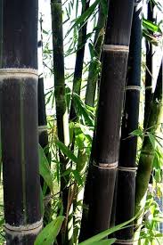 Black Bamboo Plants For Sale Pin On Landscape And Garden