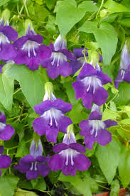 Image result for Gynura scandens