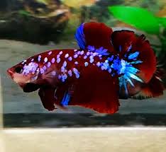 Red Koi Galaxy Ikan Cupang Ikan