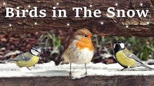 Birds For Cats To Watch Youtube Videos For Cats And People To Watch Birds In The Snow Spectacular Youtube Birds Bird Watching Cat Gif