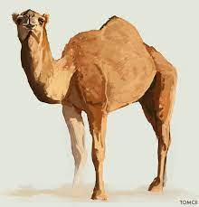 And that's how the camel got its hump. Pin On For The Love Of The Animals