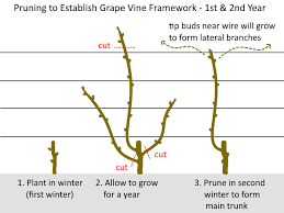 Image result for grape pruning