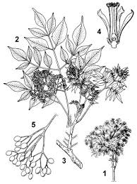 Image result for Melia azedarach