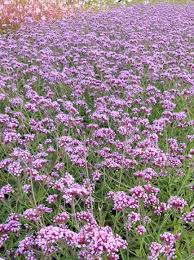 Other common names purple top 'lollipop'. Verbena Bonariensis Lollipop Eisenkraut Gunstig Kaufen