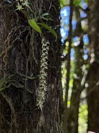 Image result for Angraecopsis amaniensis