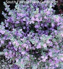 The overall shape and texture of this and texas mountain laurel. Texas Sage