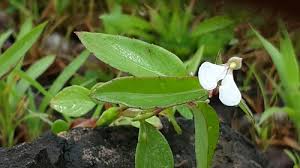 Image result for Impatiens psychadelphoides