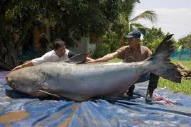 When consumed, it restores 100 hp and gives +5% greed for a short amount of time. Giant Catfish May Be World S Largest Freshwater Fish