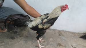 0 sexuele voorlichting 1992 full. Gambar Kaki Ayam Pukul Saraf