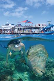 So large in fact that it is visible from the moon! Cairns Best Great Barrier Reef Tour Sunlover
