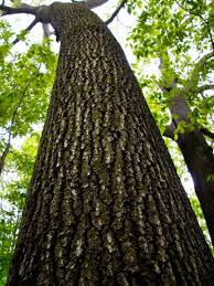 We did not find results for: White Ash Tree Facts And Information How To Grow A White Ash Tree