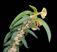 Image result for Euphorbia lissosperma