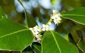 La Fleur De Bach Holly Ou Houx Fleurs De Bach Fleurs Aigremoine