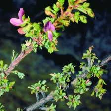 Image result for Kotschya speciosa