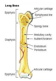 Human skeleton, the internal skeleton that serves as a framework for the body. Long Bone Anatomy