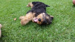 Located in northern wyoming at 75 miles from yellowstone national park. Akc Airedale Terriers For Sale In Fayetteville North Carolina Classified Americanlisted Com