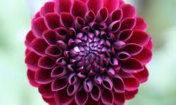 Why the queen was advised not to marry prince philip. Pin By Koreanisti On Flower Flower Meanings Dahlia Flower Flower Meanings Symbols