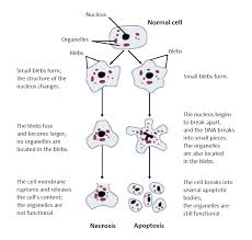 Necrosis Pathology Cell Cell Organelles