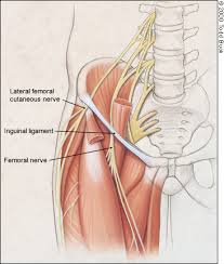 Image result for Obturator Nerve Compression