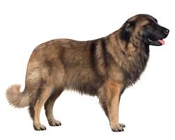 The estrela mountain dog has been used to guard homesteads and herds for centuries. Estrela Mountain Dog Facts Wisdom Panel Dog Breeds