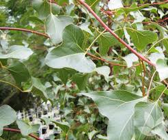 Image result for Brachychiton populneus