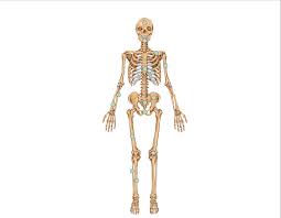 The human body contains 206 bones that make up the skeleton. Bones Of The Skeleton Science Quiz