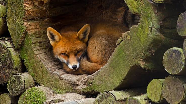British explorer condemns fox hunting after attempting to save dying fox | Mashable