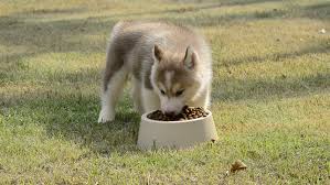 Your husky needs a very small amount of food per day compared to dogs of similar size, usually only 1 1/2 to 2 cups of kibble or specially formulated raw diet. Siberian Husky Puppy Eating Food Stock Footage Video 100 Royalty Free 7319188 Shutterstock