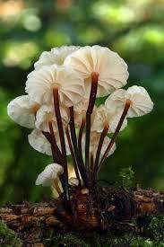 Image result for Marasmius rotula