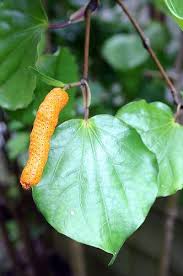 macropier excelsum kawakawa garden landscaping insta layout arboretum