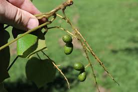 Image result for Chasmanthera dependens