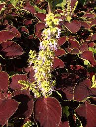 Image result for Lamiaceae