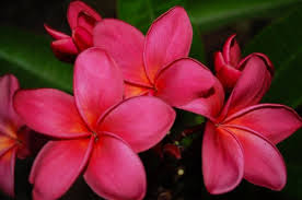 We did not find results for: Photography Tips Plumeria Care
