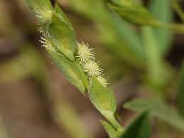 Image result for Zornia pratensis