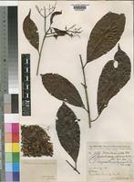 Image result for Corynanthe